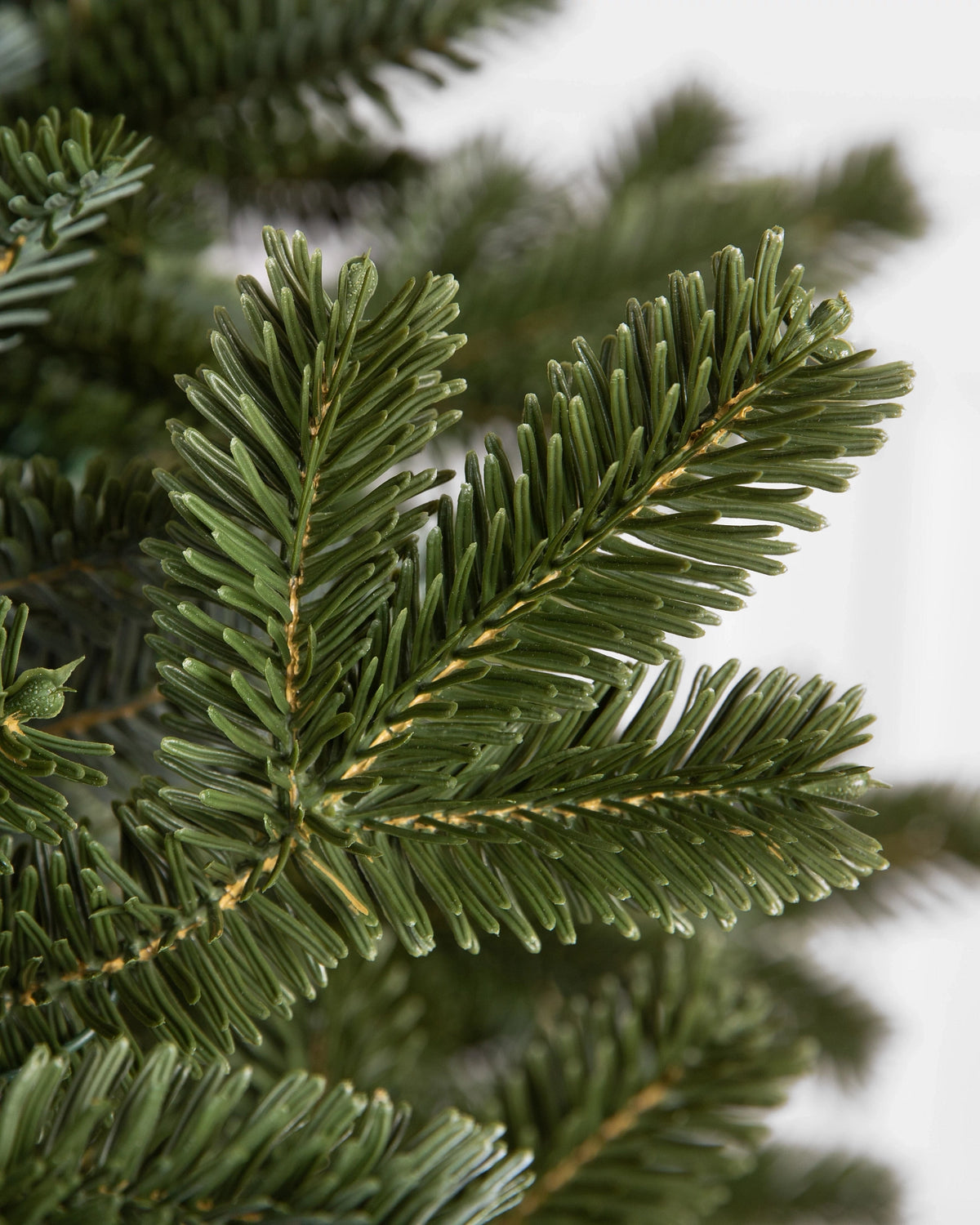 Árvore de Natal Abeto Fraser Imperial — 3