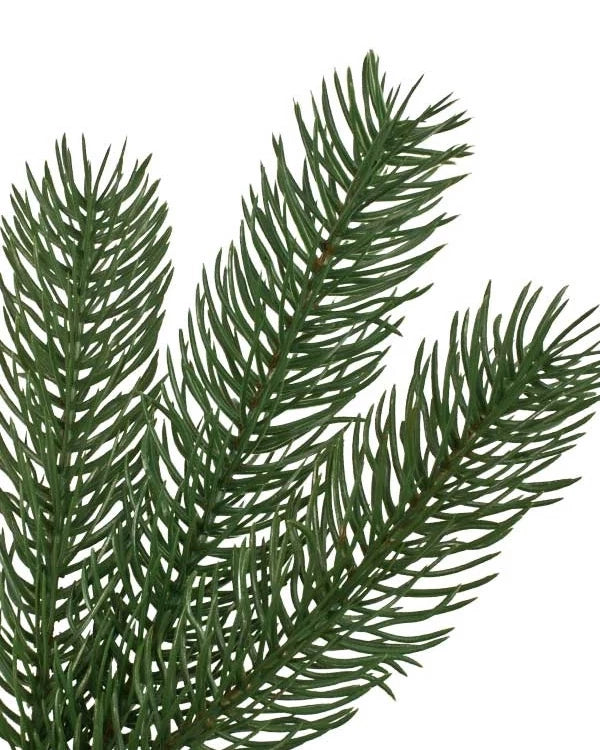 Árvore de Natal Pinheiro Woodland — 8